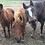ChubbyHorse